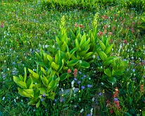 Corn Lilies